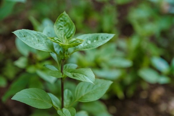 Quelles initiatives pour réduire l'empreinte écologique des fêtes et célébrations ?